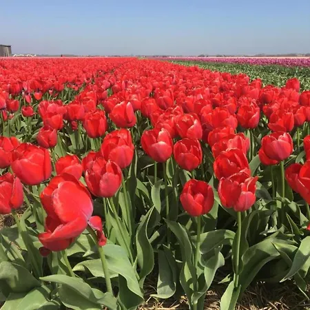 In Near Texel De Koog (Texel)