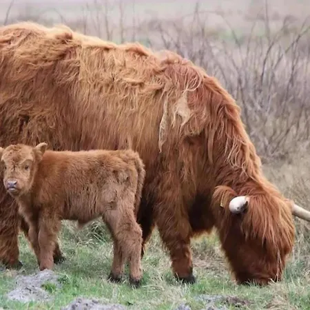 In Near Texel De Koog (Texel)