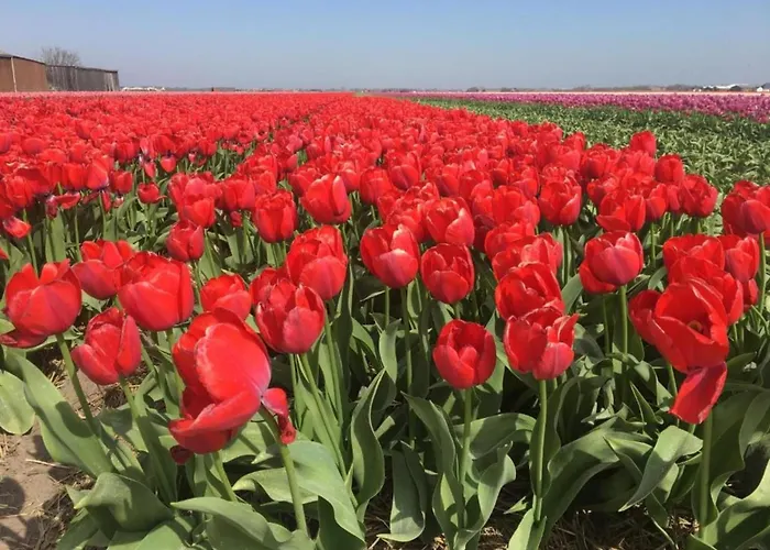 In Near Texel De Koog (Texel)