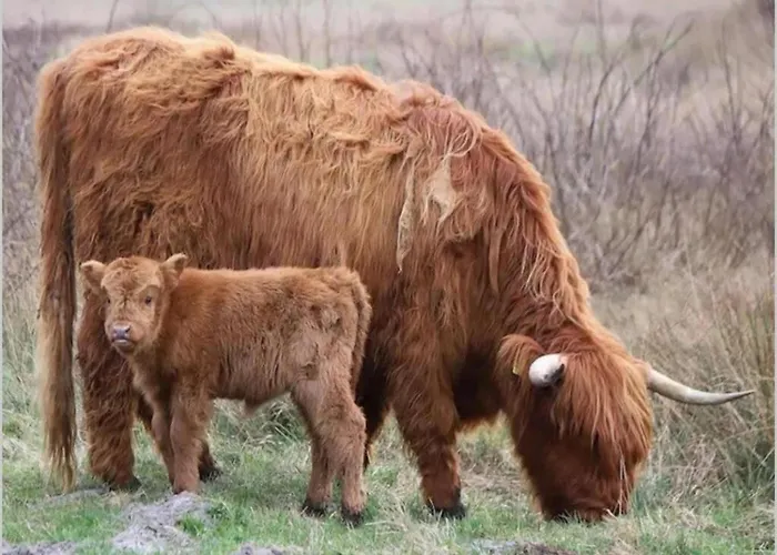 In Near Texel De Koog (Texel)